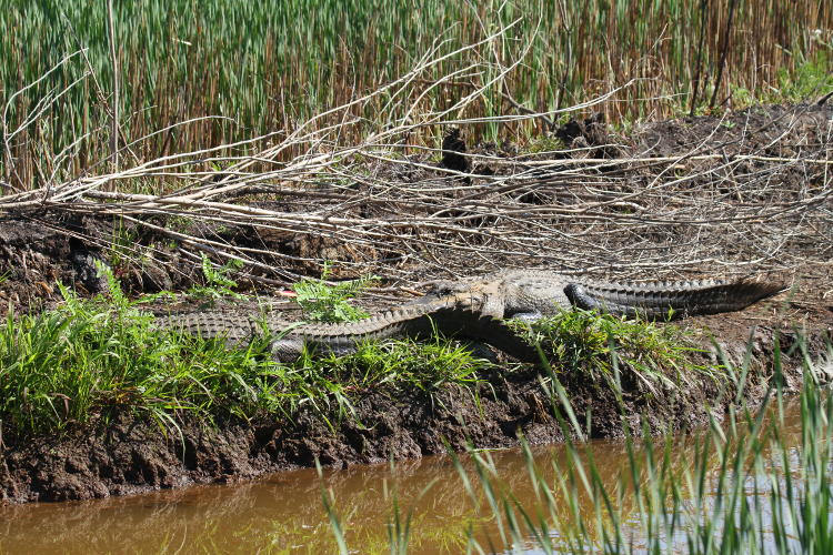 pair of large adult American alligators Alligator mississippiensis basking together on mudbank
