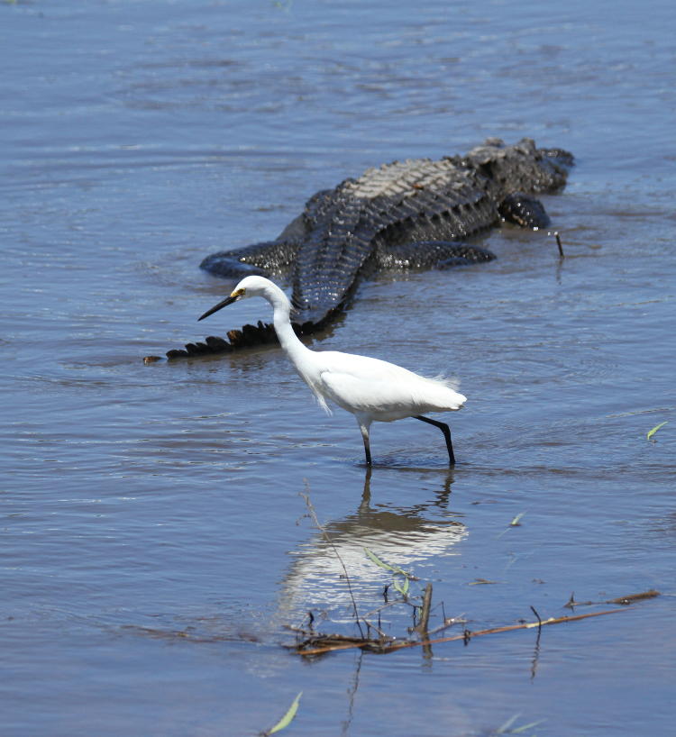 snowy egret Egretta thula following behind American alligator Alligator mississippiensis as it drags itself through shallows