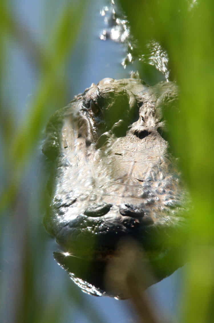 juvenile American alligator Alligator mississippiensis lurking behind reeds