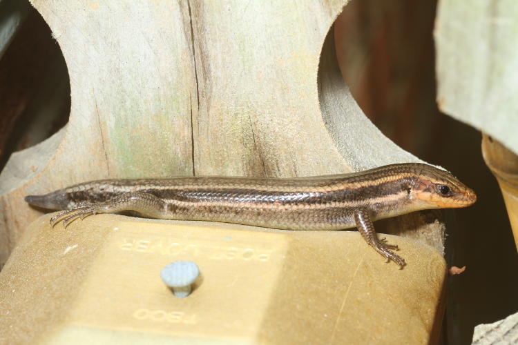 likely female American five-lined skink Plestiodon fasciatus basking atop fence post with regrowing tail