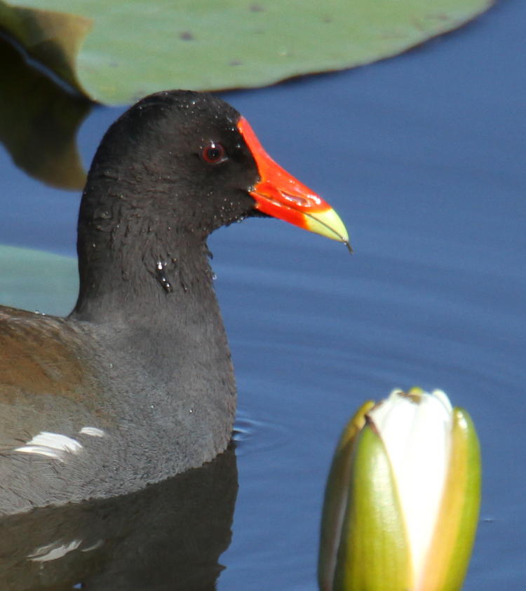 common moorhen Gallinula chloropus dripping water like sweat