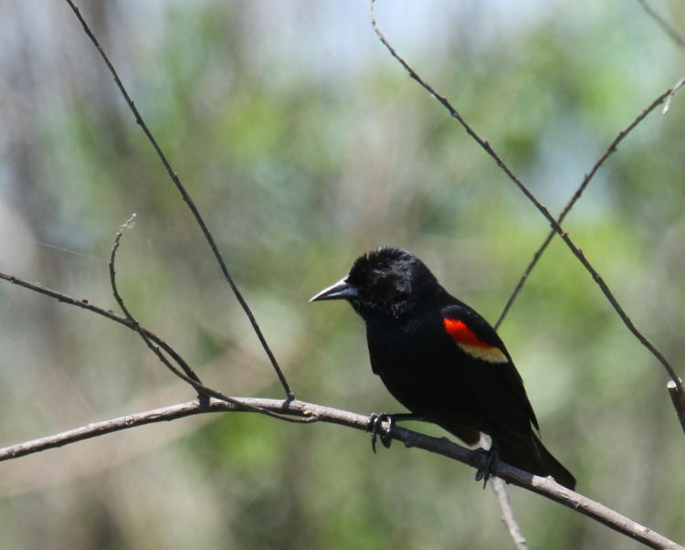 male red-winged blackbird Agelaius phoeniceus perched