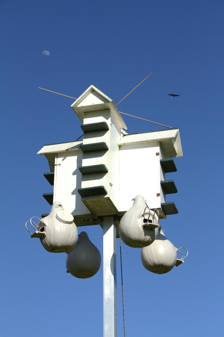 multi-level nest box for purple martins Progne subis