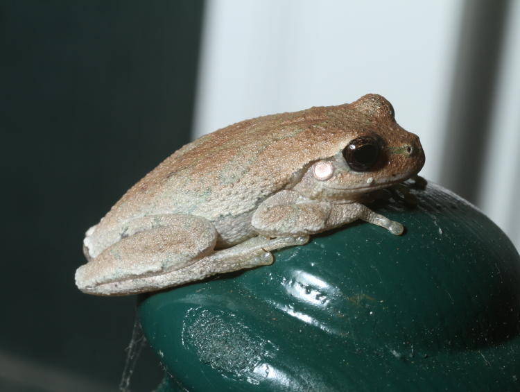 possibly Cuban treefrog Osteopilus septentrionalis perched on chair on porch outside Savannah, Georgia