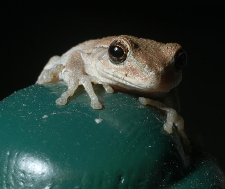 possibly Cuban treefrog Osteopilus septentrionalis telling fortunes with wooden ball