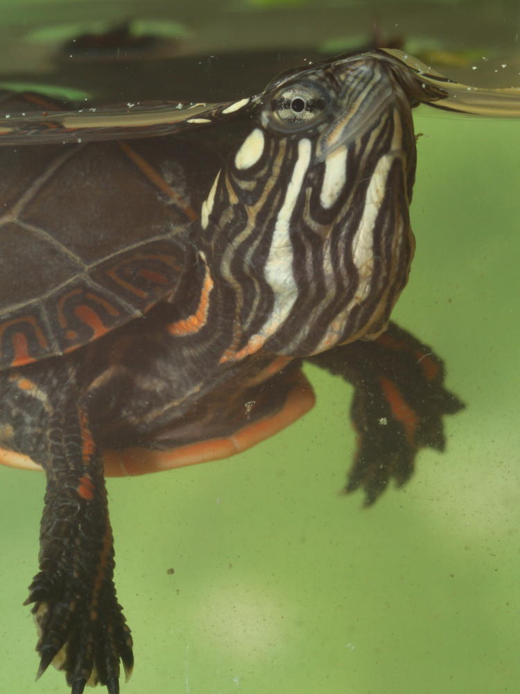 newly-hatched painted turtle Chrysemys picta at water's surface