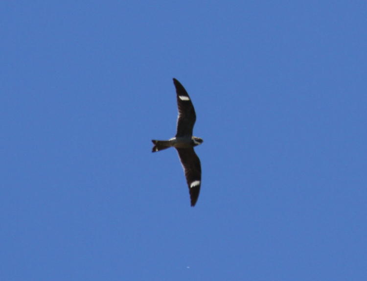 common nighthawk Chordeiles minor in flight overhead