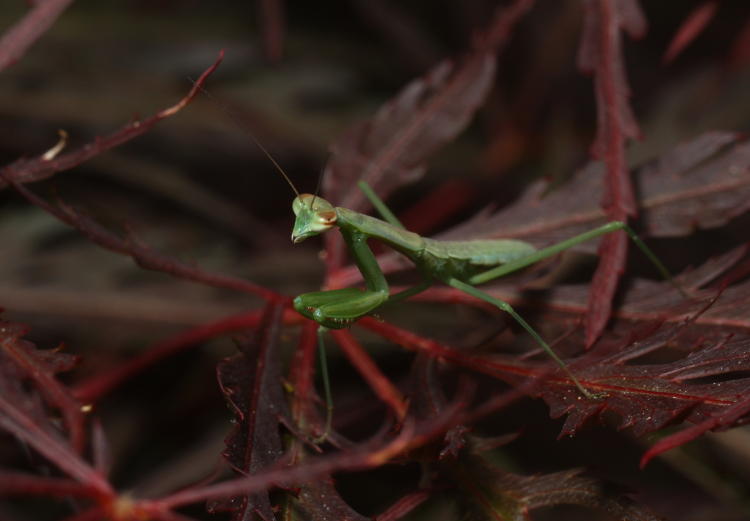slightly larger Chinese mantis Tenodera sinensis on Japanese maple