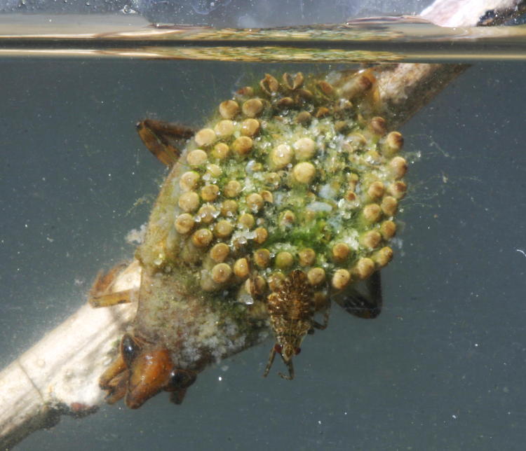 male giant water bug Belostoma flumineum with dorsal egg cluster and newborn