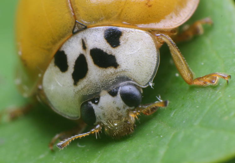 closeup of head of unidentified lady beetle species