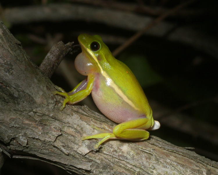 green treefrog Hyla cinerea in profile, between calls