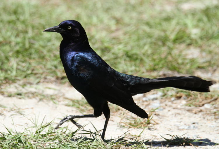 male boat-tailed grackle Quiscalus major stalking in pursuit of handouts