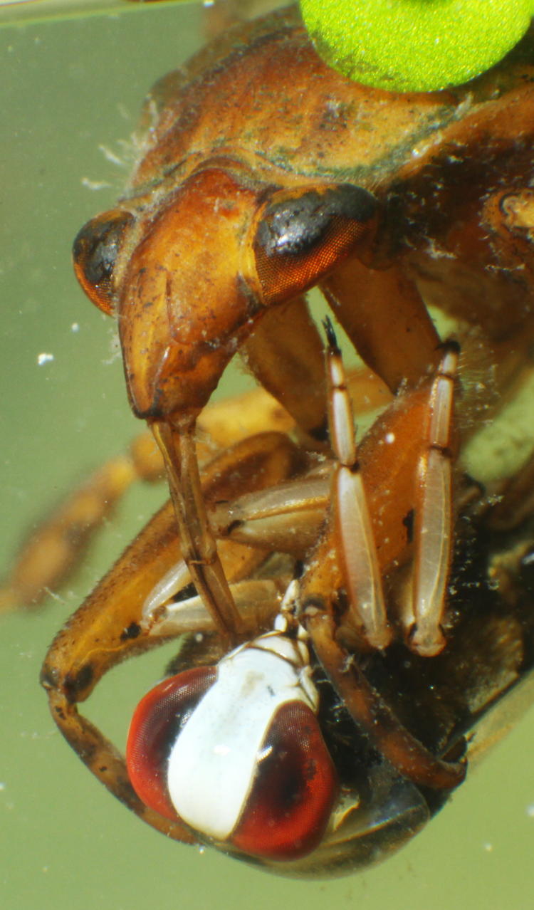 giant water bug Belostoma flumineum with backswimmer genus Notonecta prey