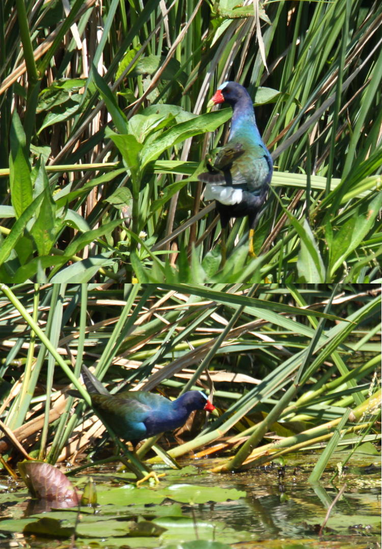 two frames combined of purple gallinules Porphyrio martinicus in reed beds