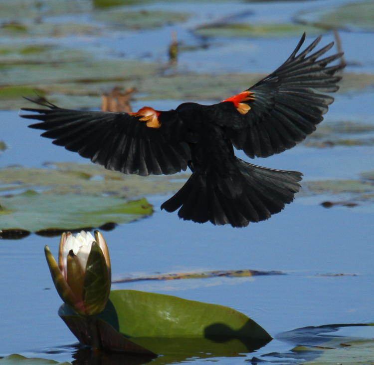 male red-winged blackbird Agelaius phoeniceus from rear alighting on lily pads