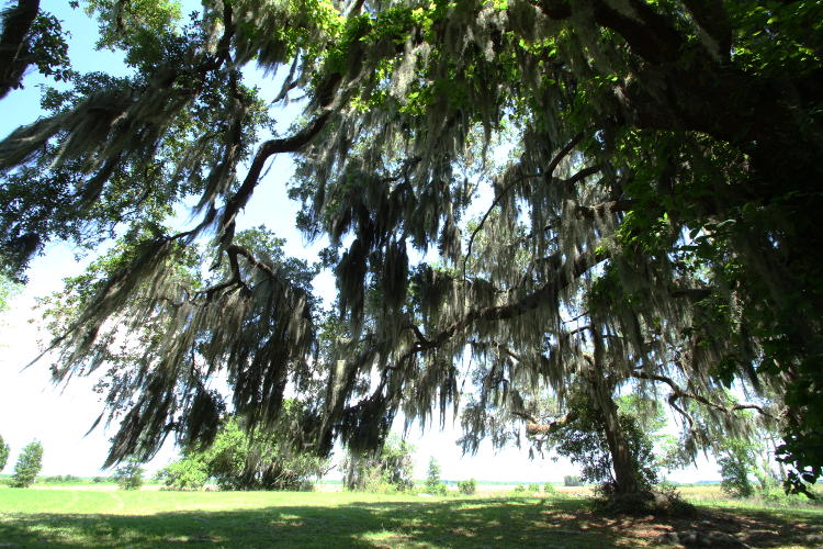 broad low tree with Spanish moss shot from underneath, Savannah National Wildlife Refuge