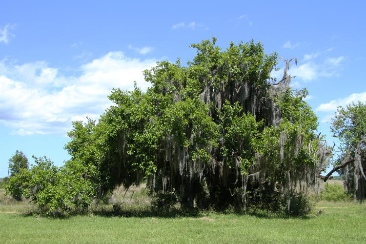 unidentified thick tree decorated with Spanish moss, Savannah National Wildlife Refuge