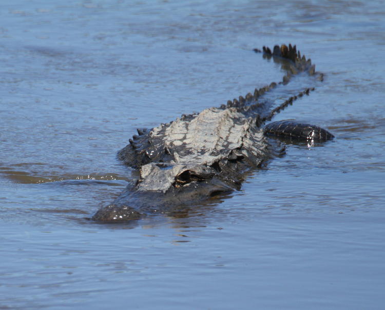 American alligator Alligator mississippiensis in drainage channel in Savannah National Wildlife Refuge, SC