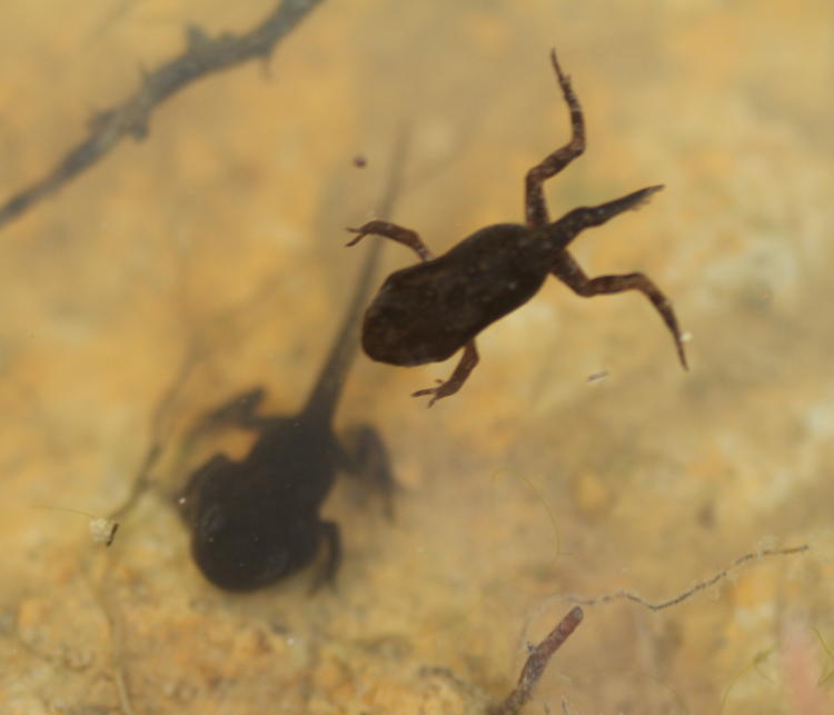 unidentified tadpoles in flood puddle