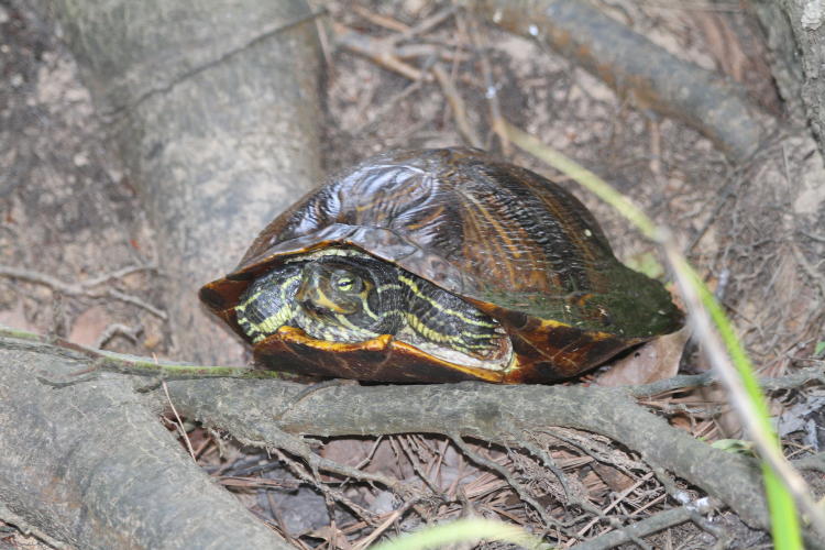 yellow-bellied slider Trachemys scripta scripta out of water