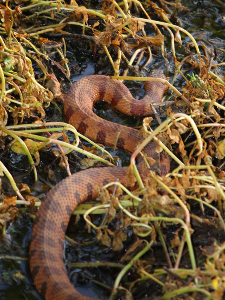 northern water snake Nerodia sipedon heading for safety in the water