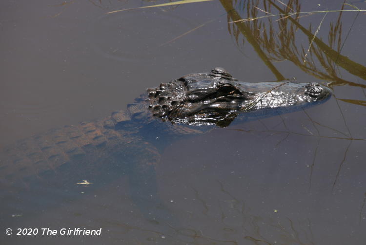 juvenile American alligator Alligator mississippiensis after retreating into water, by The Girlfriend