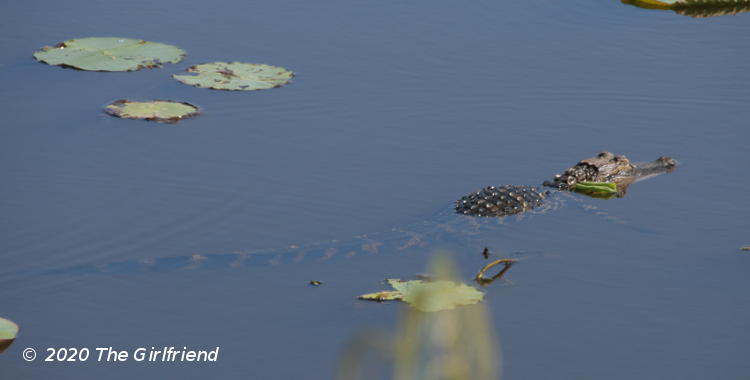 juvenile American alligator Alligator mississippiensis floating in water showing stripes, by The Girlfriend