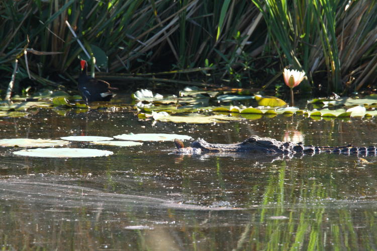 American alligator Alligator mississippiensis carrying captured fish past common moorhen Gallinula chloropus in channel