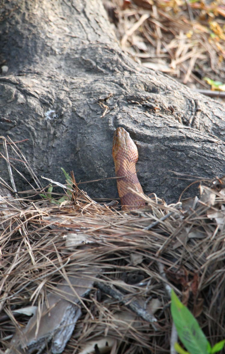 northern water snake Nerodia sipedon mostly hidden under debris