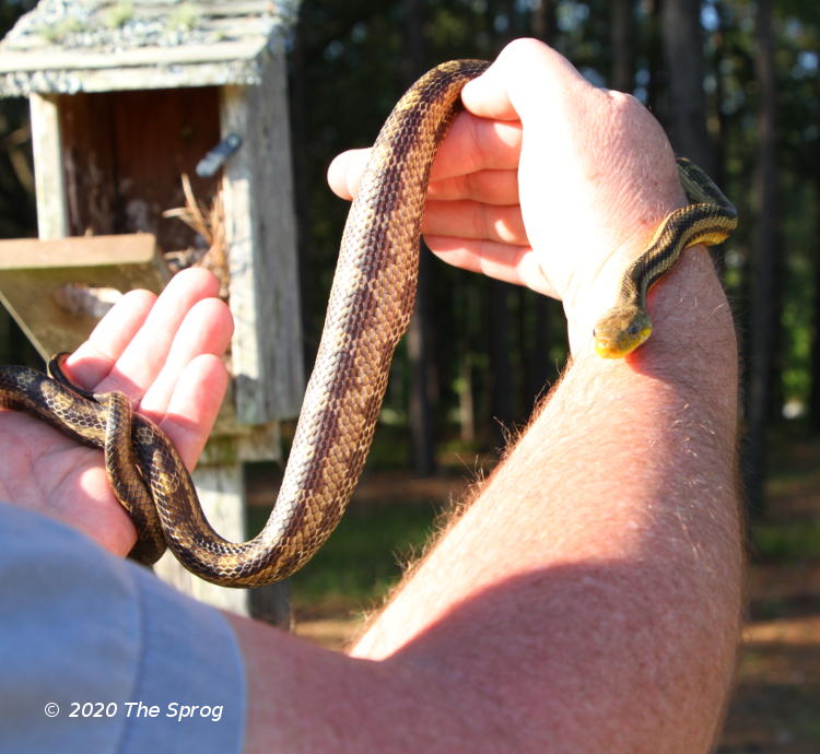 yellow rat snake Pantherophis obsoleta quadrivittata in author's hands, showing bulges from consuming baby bluebirds, by The Girlfriend's Sprog