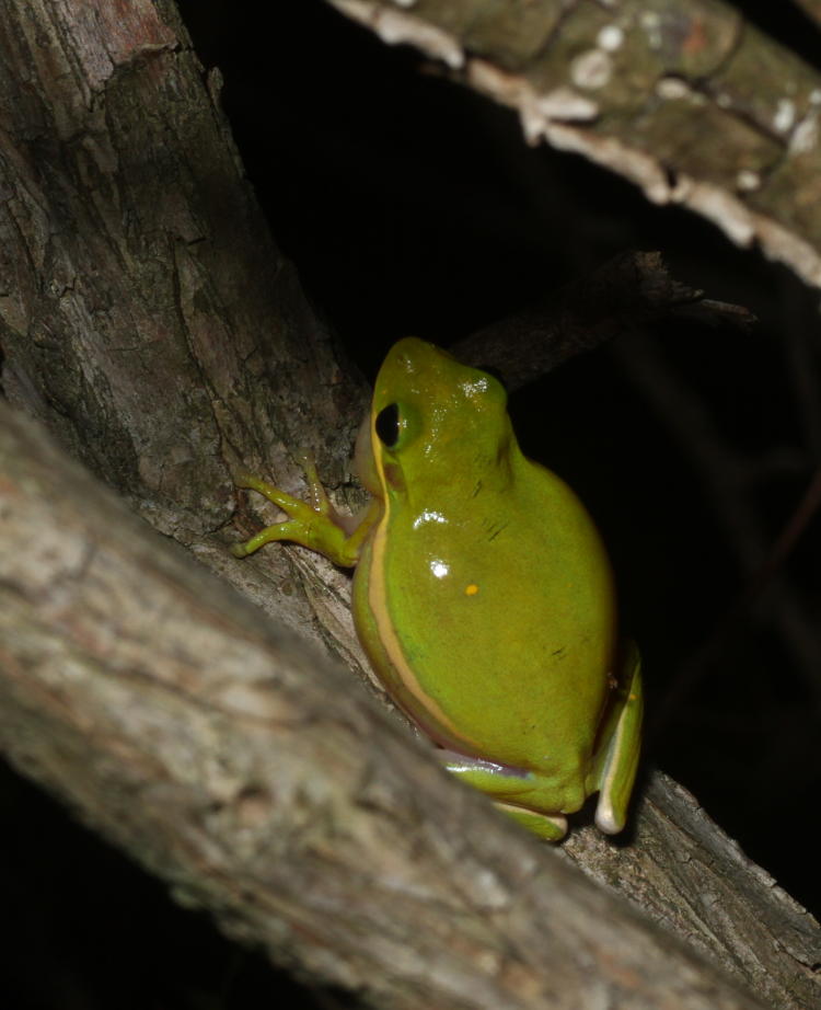 green treefrog Hyla cinerea inflated between calls