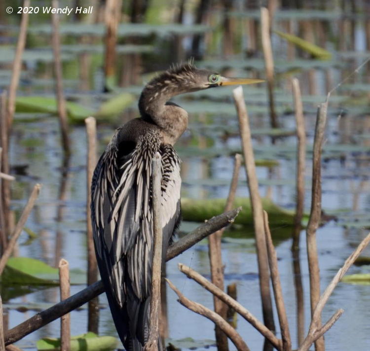 female anhinga Anhinga anhinga perched on lw branch alongside water