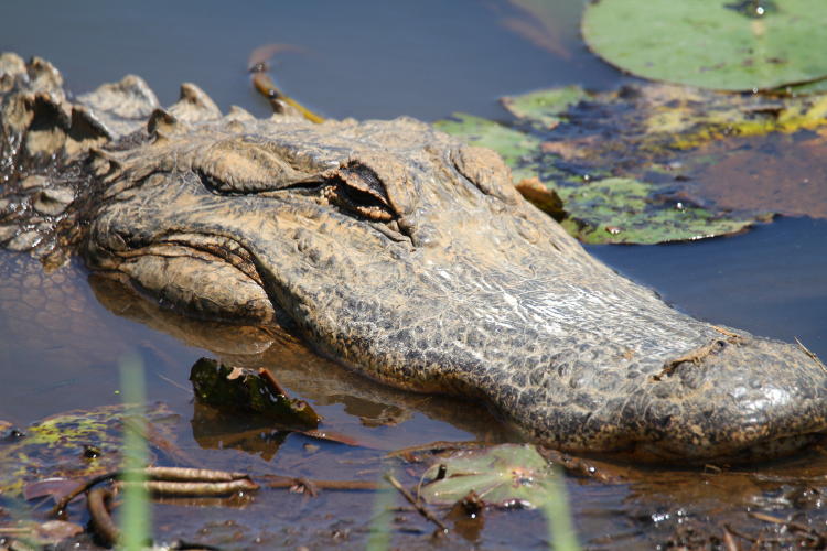 large adult American alligator Alligator mississippiensis with unusually smooth skin