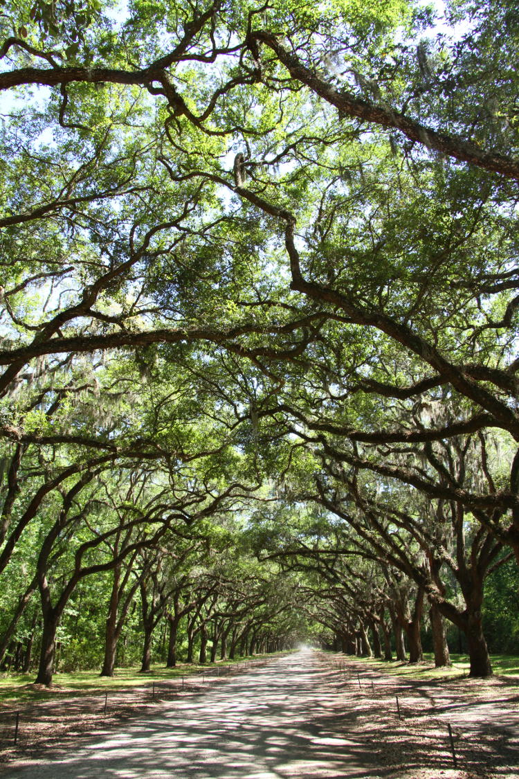 entrance drive to Wormsloe Estate, Skidaway Island, Georgia