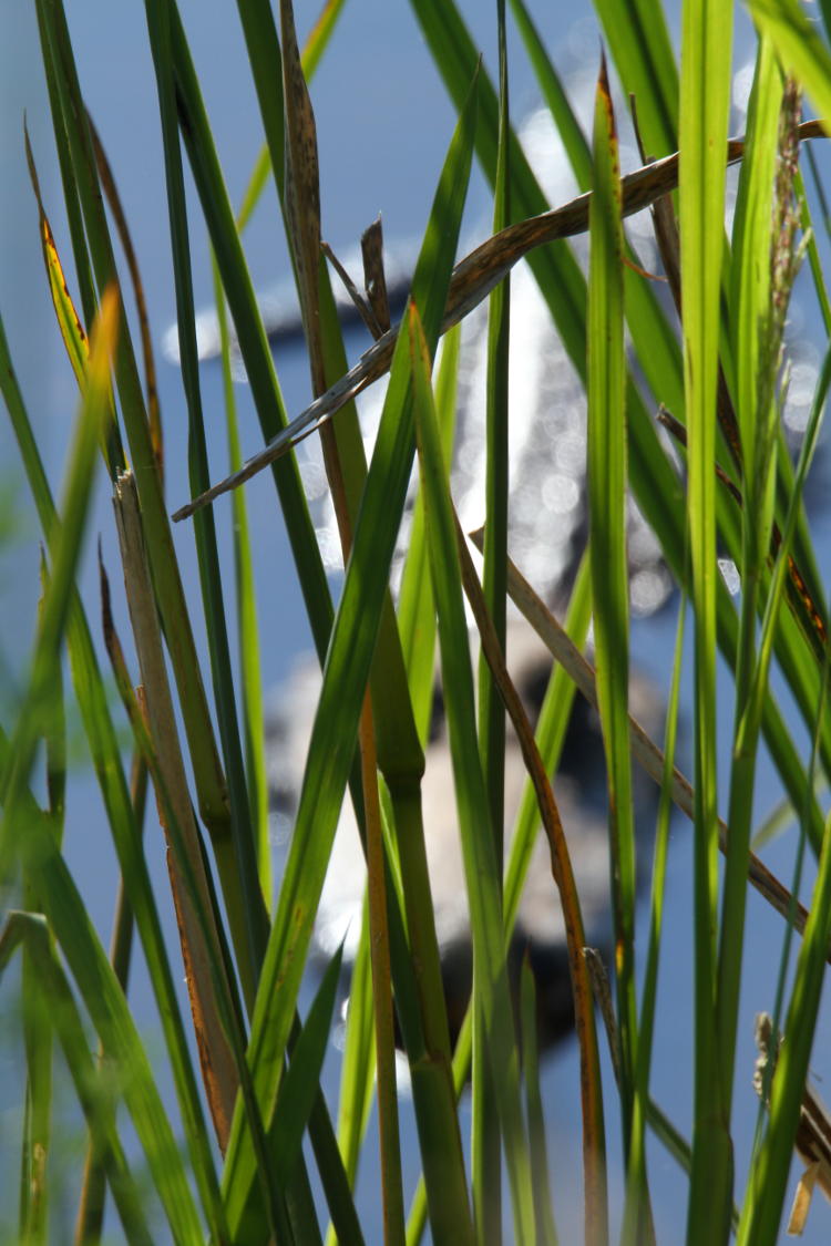 channel reeds with out-of-focus American alligator Alligator mississippiensis