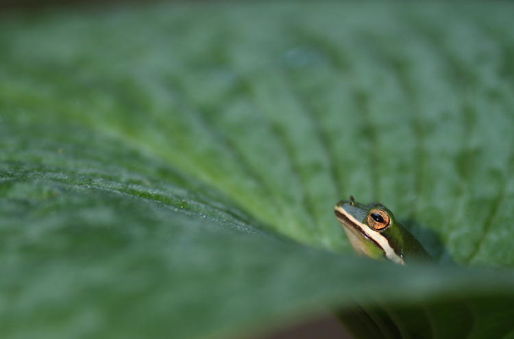 green treefrog Hyla cinerea on hosta leaf in late afternoon sunlight