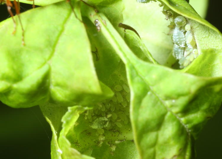 aphid colony within curled up leaves of unidentified shrub tree