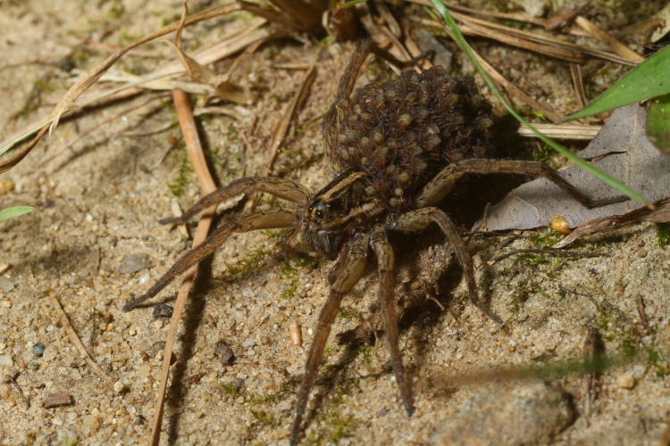 female wolf spider Lycosidae carrying offspring on her back