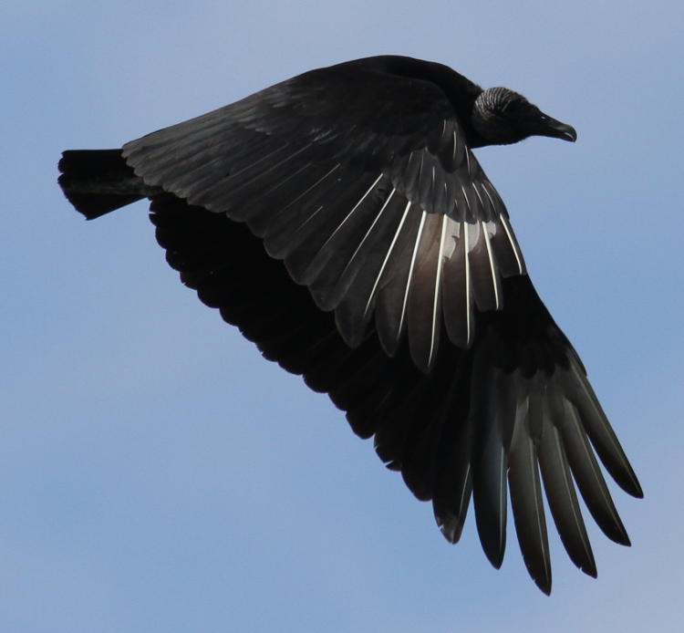 black vulture Coragyps atratus in flight showing wing plumage