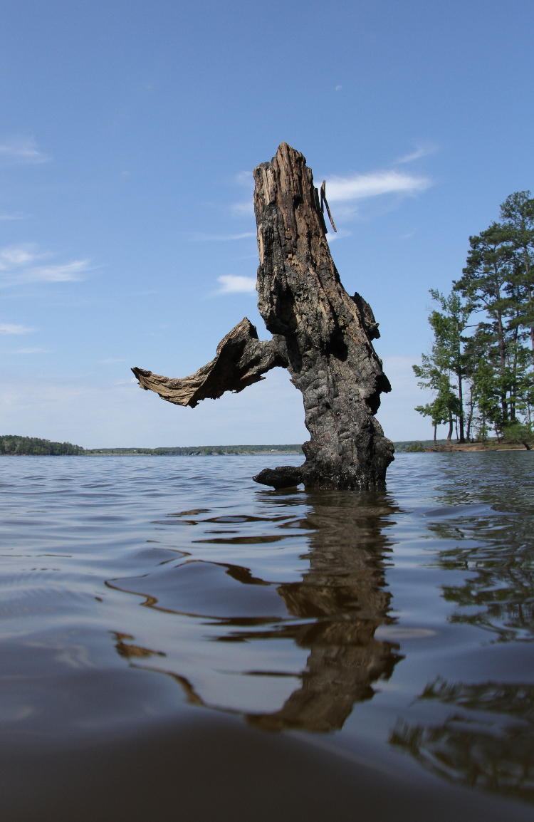 decrepit tree stump in Jordan Lake