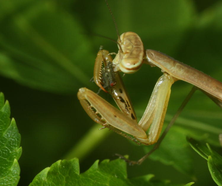 juvenile Chinese mantis Tenodera sinensis cosuming unidentified insect