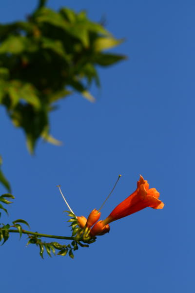 trumpet flower in sunrise light against deep blue sky