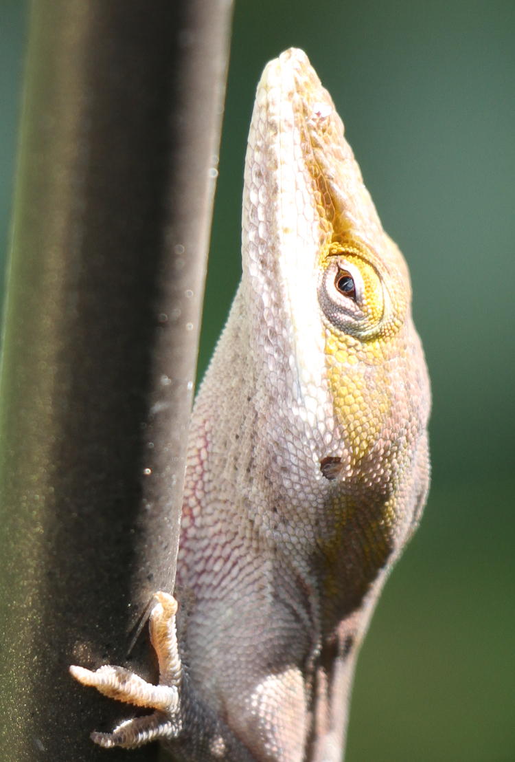 extreme closeup of Carolina anole Anolis carolinensis eye detail