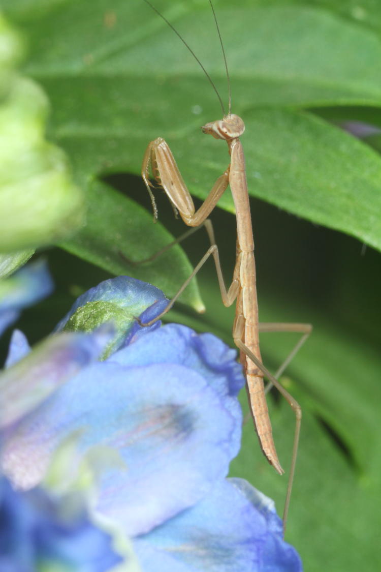 juvenile Chinese mantis Tenodera sinensis on delphinium plant