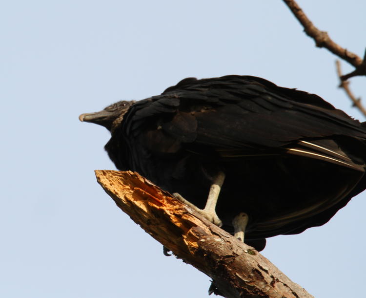 black vulture Coragyps atratus perched in excellent light