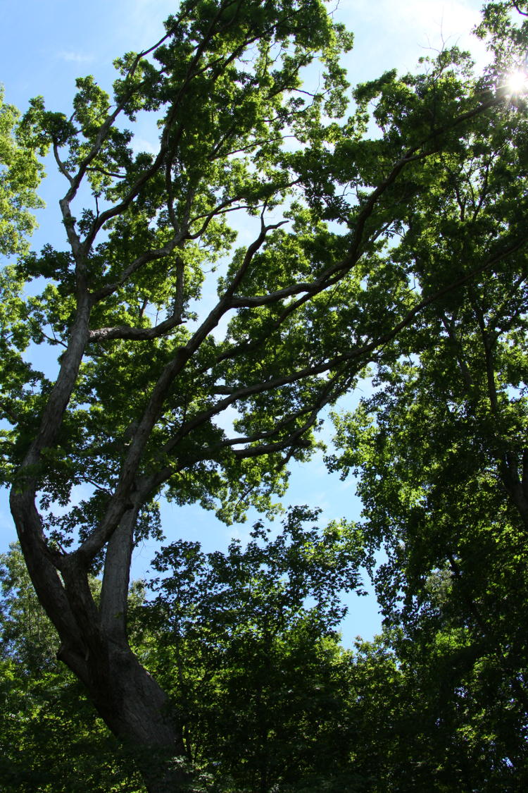 unidentified twisted tree with sunburst