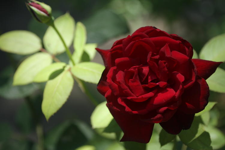 The Girlfriend's rose in full bloom