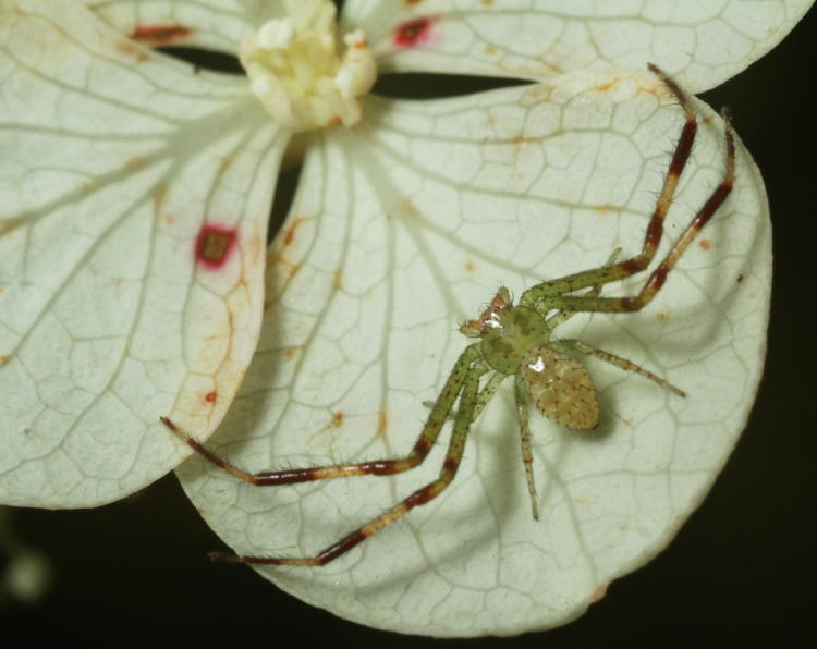 unidentified crab spider on oak-leaf hydrangea Hydrangea quercifolia blossom