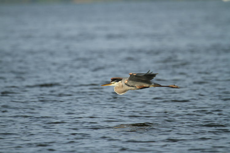 great blue heron Ardea herodias cruising over Jordan Lake in early morning