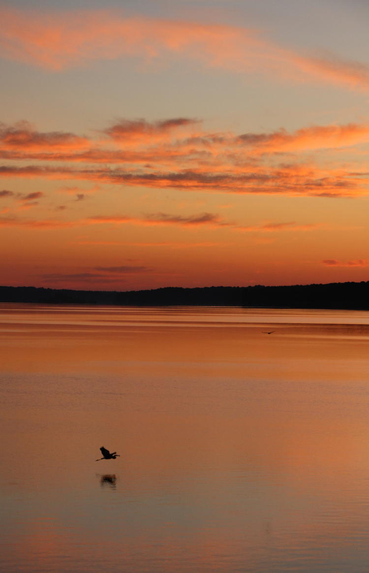 great blue heron Ardea herodias skimming over Jordan Lake at sunrise